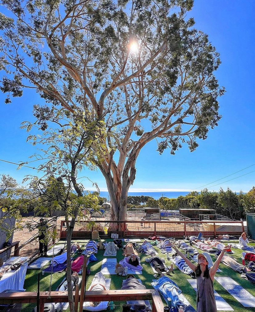 Large tree with sunlight shining through branches, blue sky, and a fenced area with striped mats and people underneath.